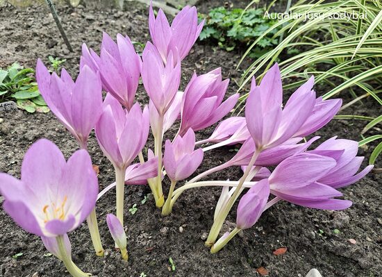 Vėlyvis (Colchicum autumnale)